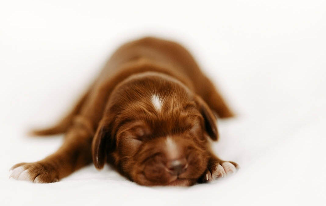 Australian Labradoodle Welpe in Bayern