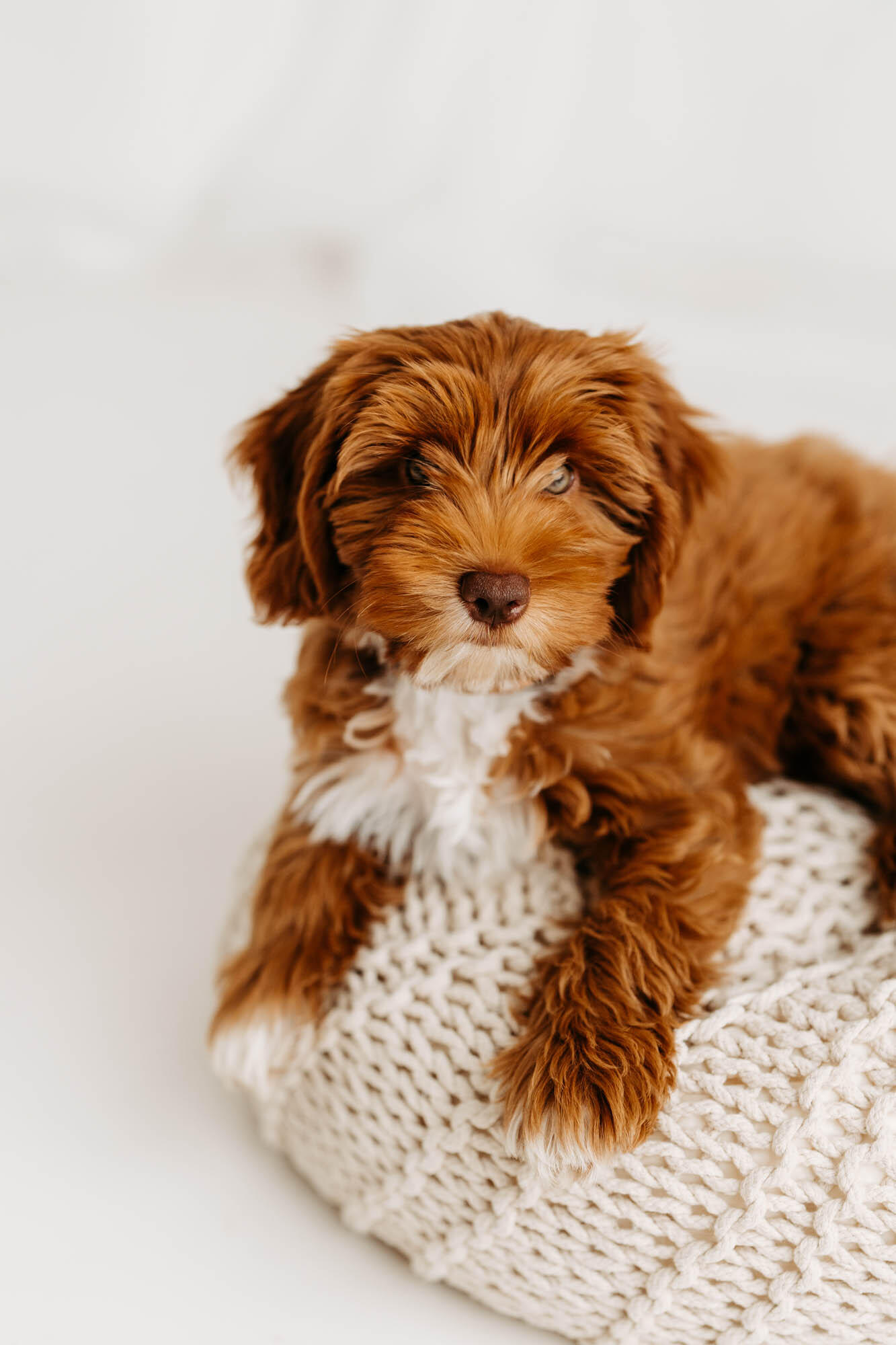 Australian Labradoodle Hündin aus unserer Zucht in Bayern