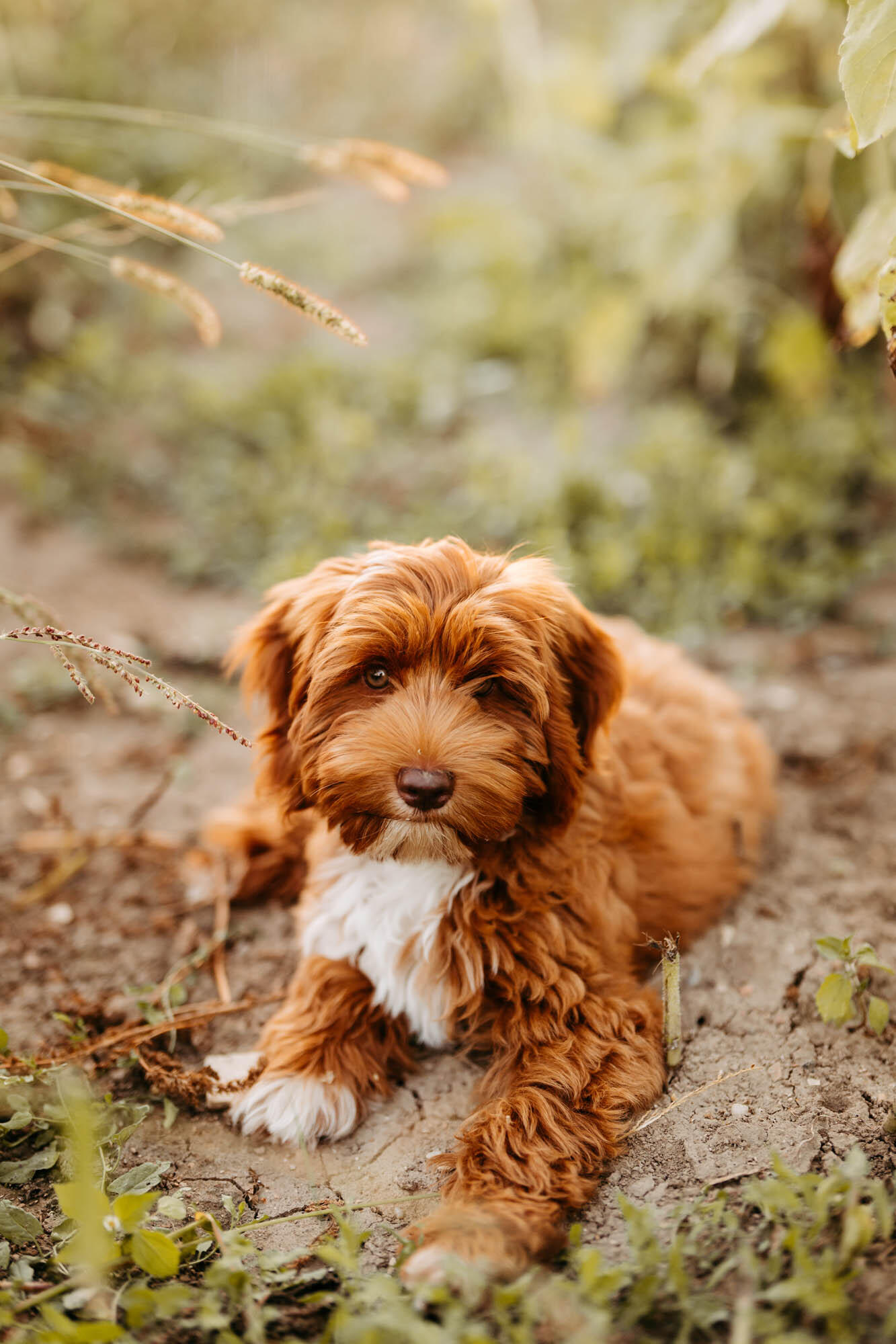 Australian Labradoodle Welpe in liebevoller Familienaufzucht