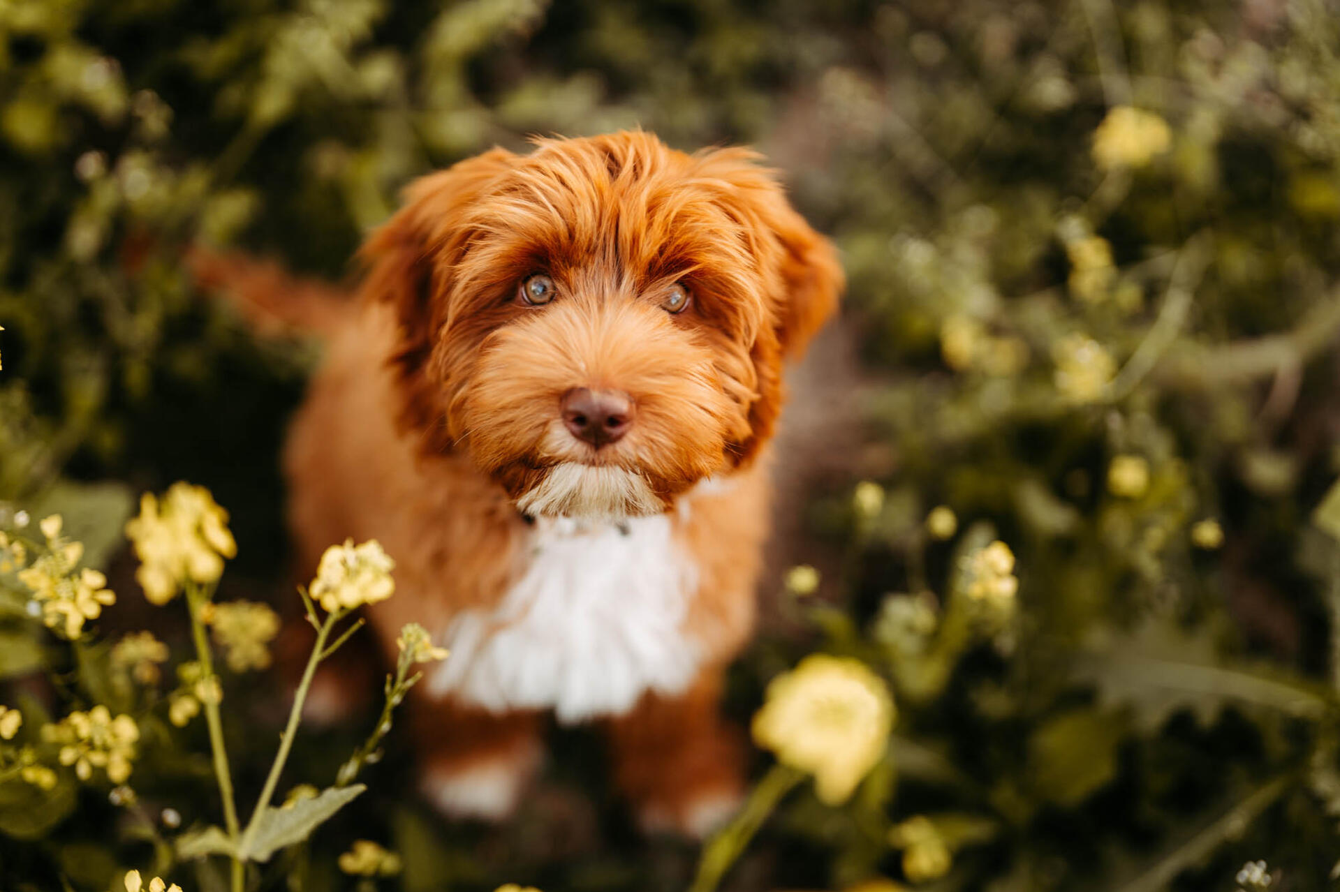 Australian Labradoodle Welpe in unserer Familienaufzucht nahe Ingolstadt